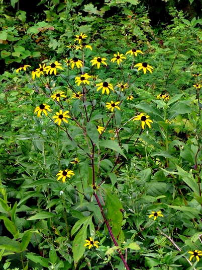 {Rudbeckia triloba}